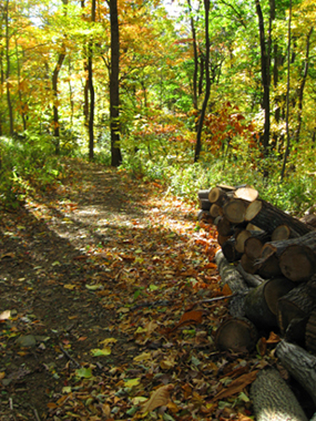 gathering-wood-in-fall-blog.jpg