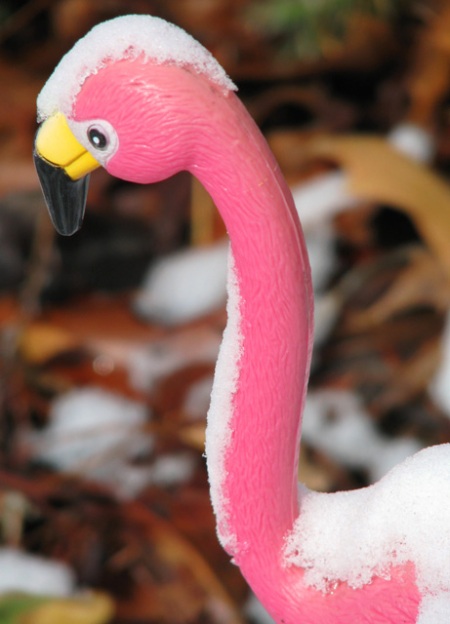 flamingo-in-snow-blog