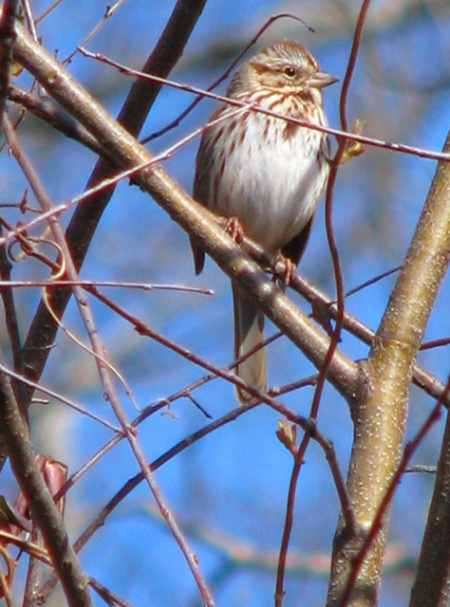 little-sparrow-blog
