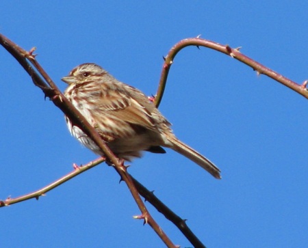 song-sparrow-and-thorns-blog1
