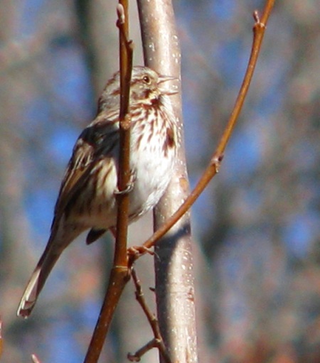 song-sparrow-sings-blog