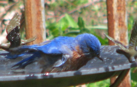 bluebirds-bath-blog