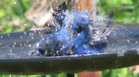 blur-of-bluebird-bliss-blog